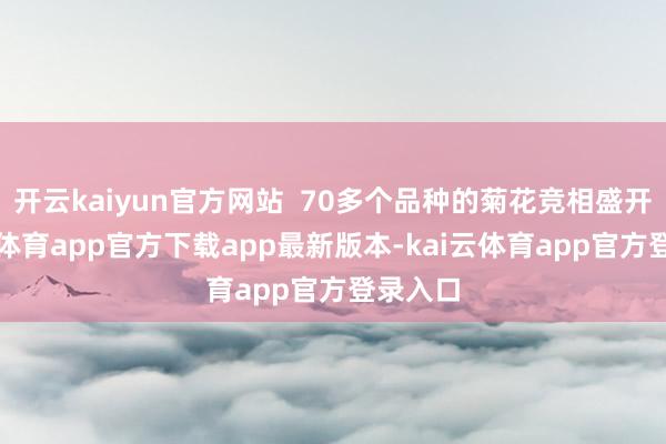 开云kaiyun官方网站 70多个品种的菊花竞相盛开-kai云体育app官方下载app最新版本-kai云体育app官方登录入口